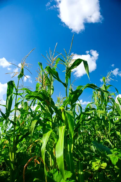 Rostliny zelené luch kukuřice na pozadí modré oblohy — Stock fotografie