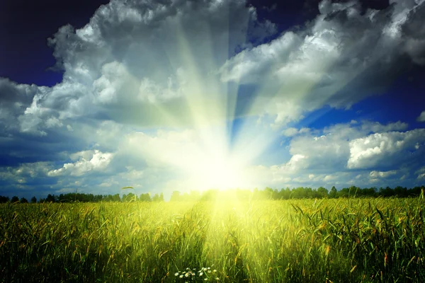 Lever de soleil sur le champ de blé — Photo