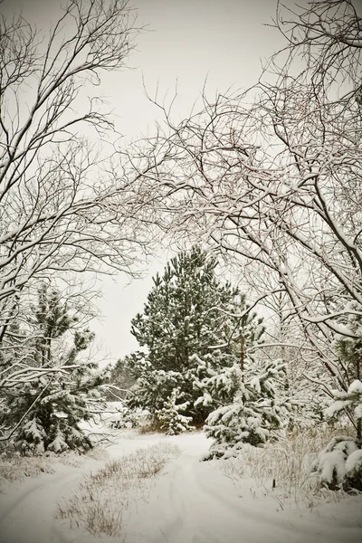 冬季视图 — 图库照片