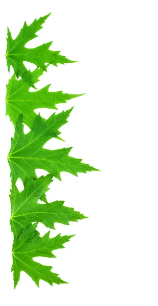Rama z zielonego na białym tle liści mappletree — Zdjęcie stockowe