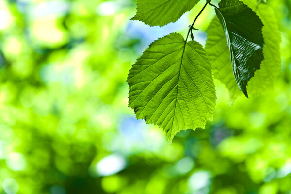 Fresh green leaves on a blurry background