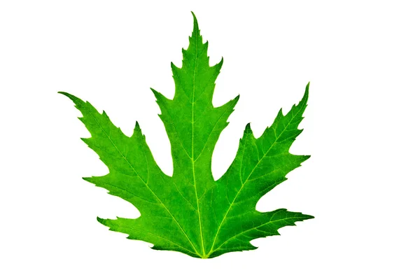 Zielony liść klonu na białym tle — Zdjęcie stockowe