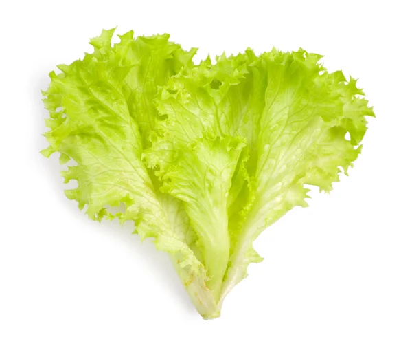 Geïsoleerde blad van salade — Stockfoto