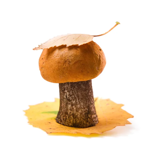 Orange-cup poletus med leaf isolerade — Stockfoto
