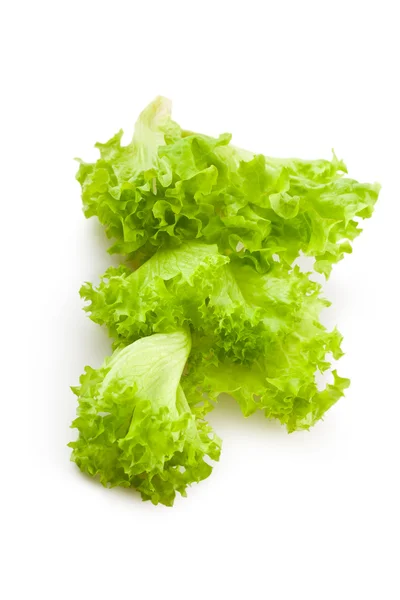 Große Salatpflanze — Stockfoto