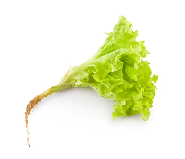 Salatpflanze — Stockfoto