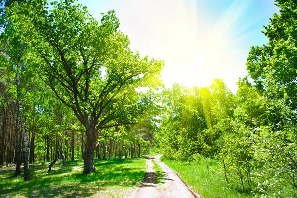Forest road and sun — Stock Photo, Image