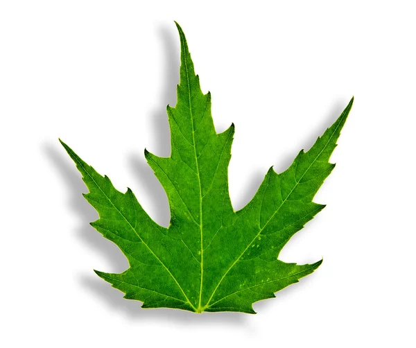 Green mapple leaf isolated — Stock Photo, Image