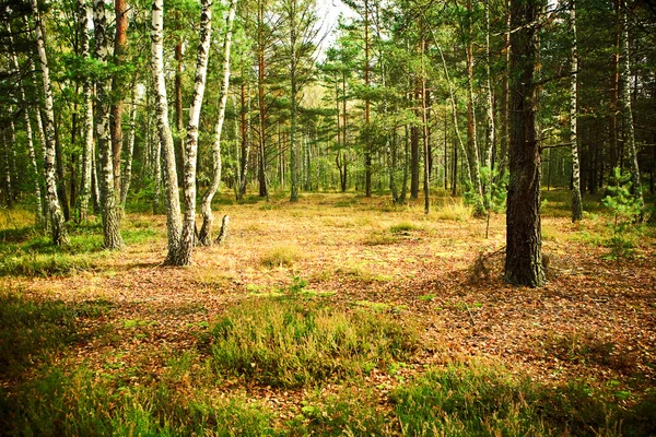 Осінній ліс — стокове фото