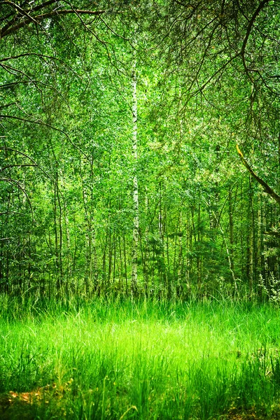 Arbusto em floresta profunda — Fotografia de Stock