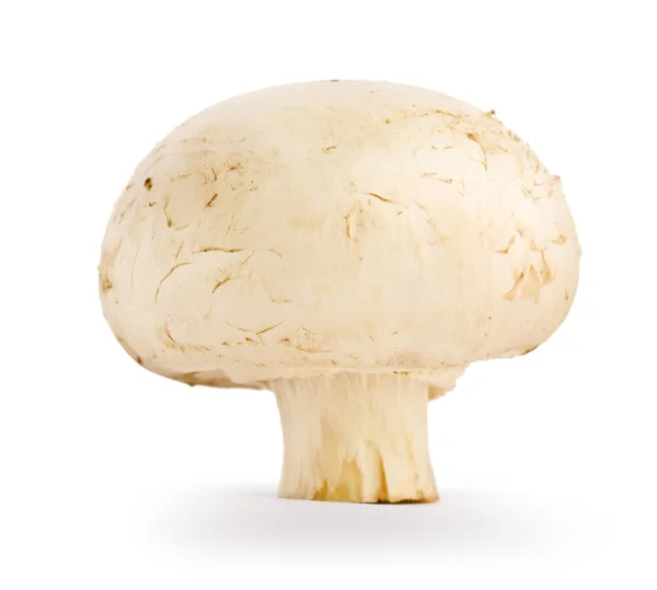 Izole champignon — Stok fotoğraf