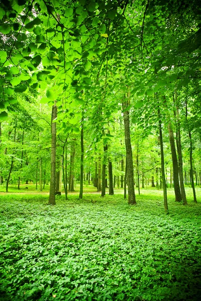Lombozat zöld erdő — Stock Fotó