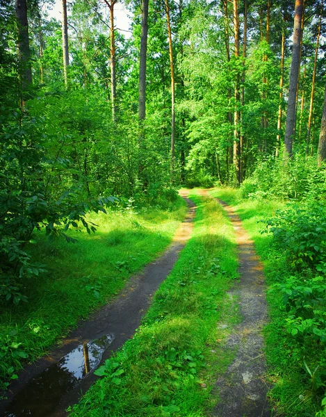 Carretera en bosque — Foto de Stock
