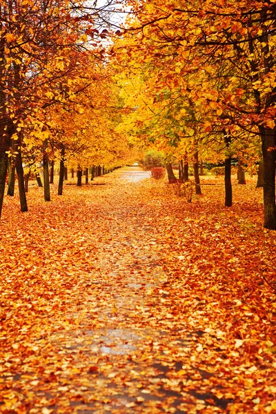 Orange autumn alley — Zdjęcie stockowe
