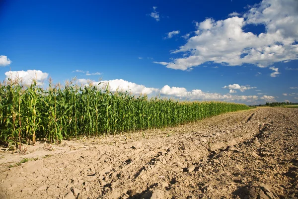 Сторона кукурузного поля — стоковое фото