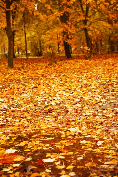 Podzimní park po dešti — Stock fotografie