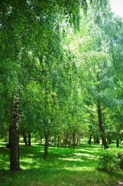 Yeşil huş park