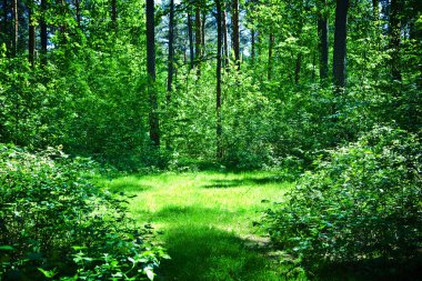 Green glade in summer sunny forest clipart