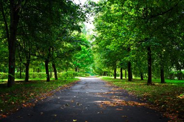 küçük yol yeşil park