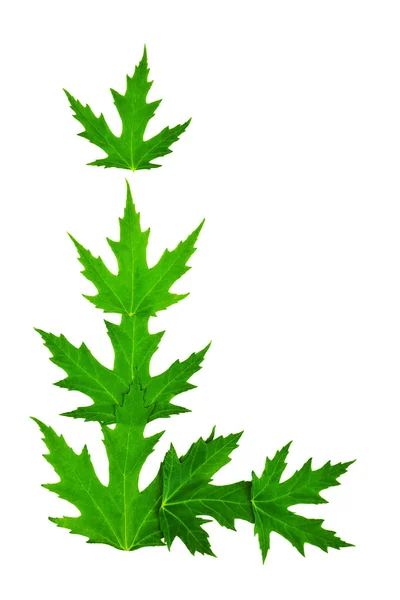 Cadre de feuilles d'érable vert — Photo