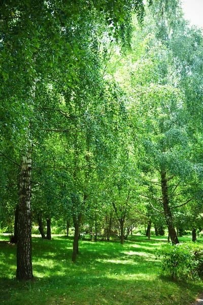 Зелёный березовый парк — стоковое фото