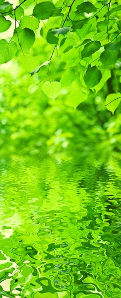 Green leaves an water — Stock Photo, Image