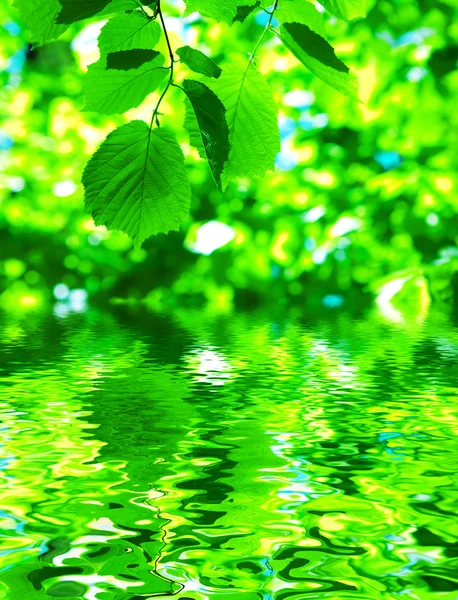 Folhas e água — Fotografia de Stock