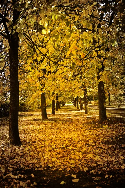Jesienna aleja — Zdjęcie stockowe