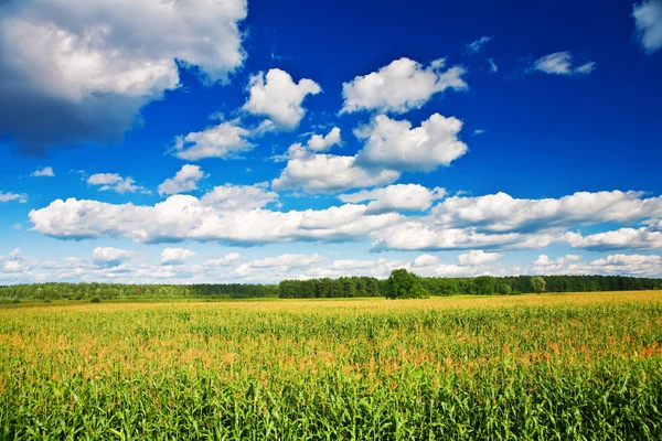 Kırsal alanda mısır — Stok fotoğraf