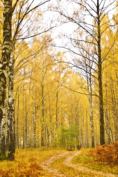 Bosque otoño primer plano —  Fotos de Stock