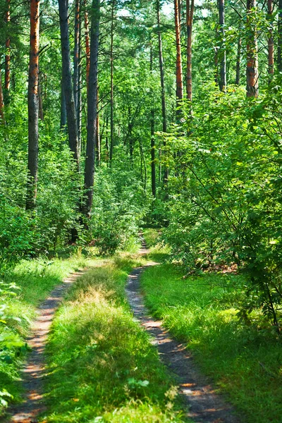 Yeşil ormanda yol — Stok fotoğraf