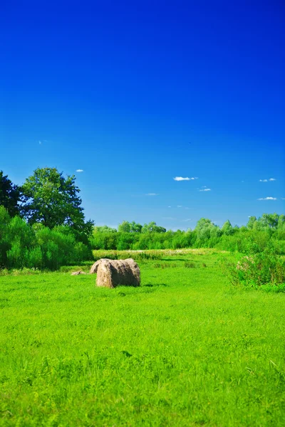 Campo verde rural — Fotografia de Stock