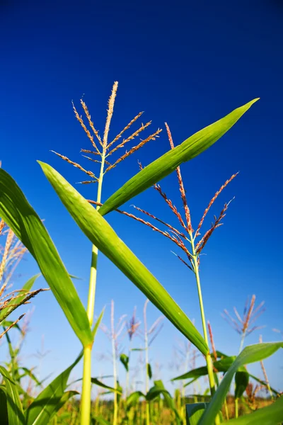 Corn on a background of the sky — Stock Photo, Image