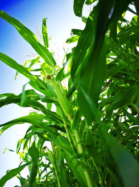 Zielona kukurydza na niebie — Zdjęcie stockowe
