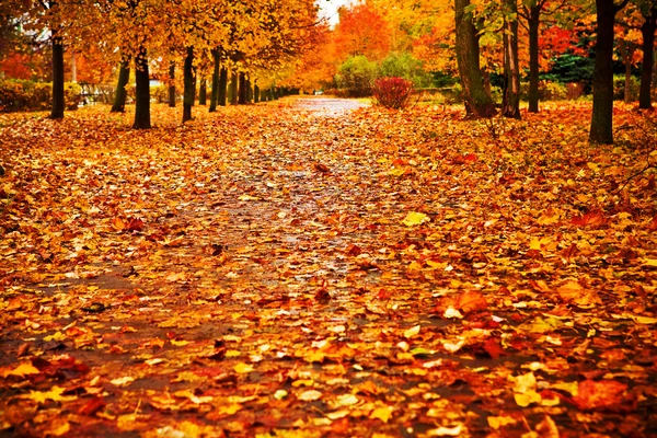 Red autumn park — Stock Photo, Image
