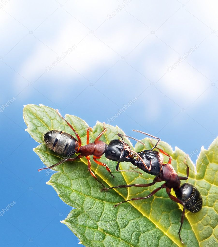 Kissing ants on leaf under blue sky