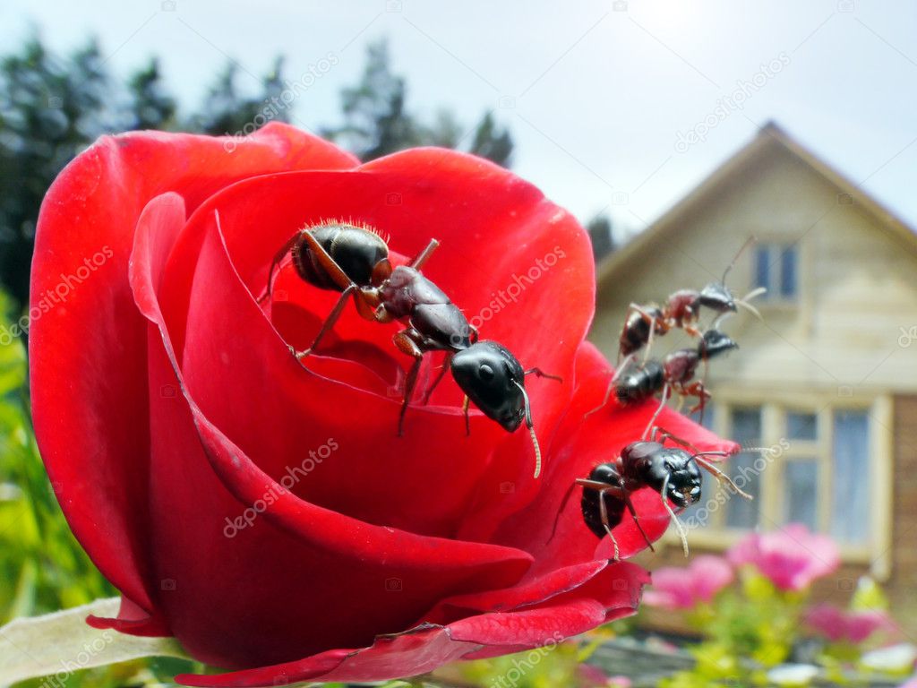 Garden ants, rose and summerhouse