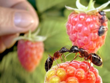 Kissing ants, human stealing raspberry clipart