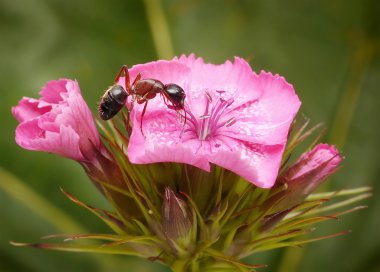 Ant Türk pembe sahiptir