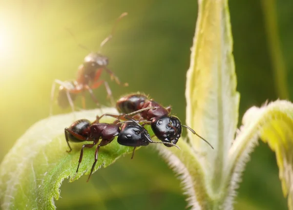 Άκρως απόρρητο των μυρμηγκιών — Φωτογραφία Αρχείου