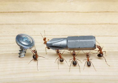 Team of ants carries screwdriver to screw, teamwork clipart