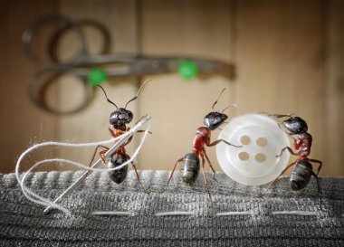 Tailor ant and team of ants sewing wear clipart