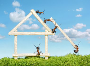 Team of ants constructing wooden house clipart