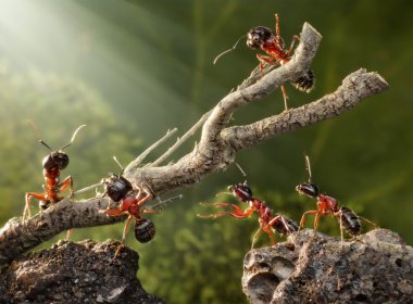 Team of ants breaking down rusty tree clipart