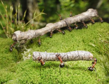 Team of ants carries logs clipart