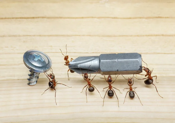Equipe de formigas carrega chave de fenda para parafusar, trabalho em equipe — Fotografia de Stock