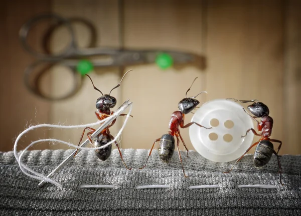 Портной муравей и команда муравьёв швейная одежда — стоковое фото