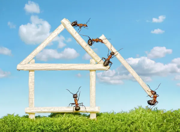 Team van mieren construeren van houten huis — Stockfoto