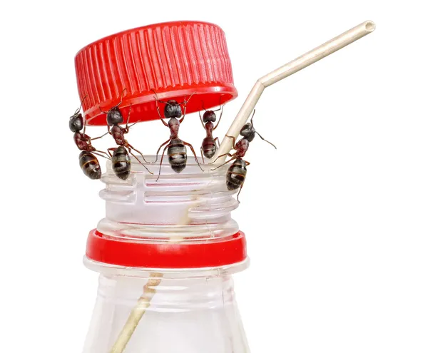 Equipe de formigas abrindo garrafa e inserindo tubo de coquetel, isolado — Fotografia de Stock