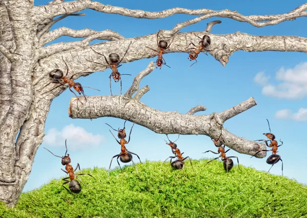 Команда муравьёв берет ветку со старого дерева — стоковое фото